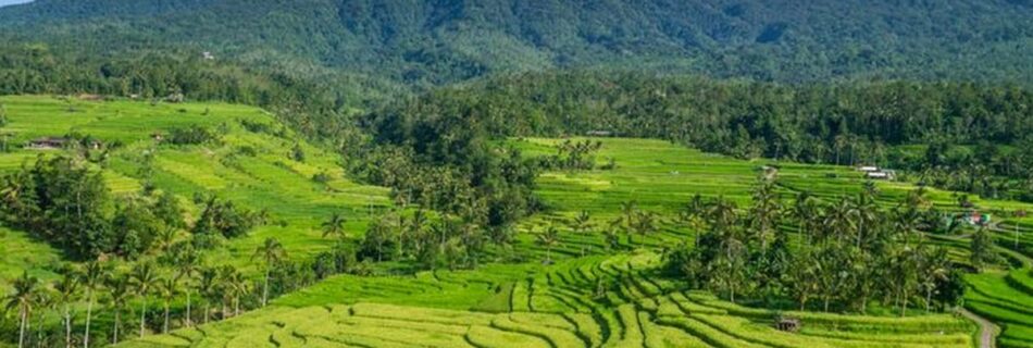 Desa Wisata Jatiluwih yang terletak di Tabanan, Bali, baru-baru ini meraih penghargaan bergengsi sebagai Desa Wisata Terbaik Dunia 2024 oleh UN Tourism.