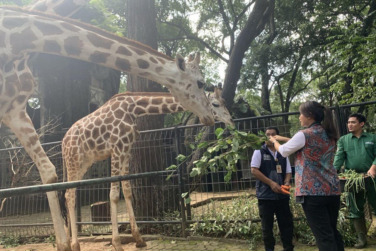 Wakil Menteri Pariwisata dan Ekonomi Kreatif, Ni Luh Puspa, memastikan bahwa Taman Margasatwa Ragunan telah siap menerima lonjakan pengunjung pada libur Tahun Baru 2025.