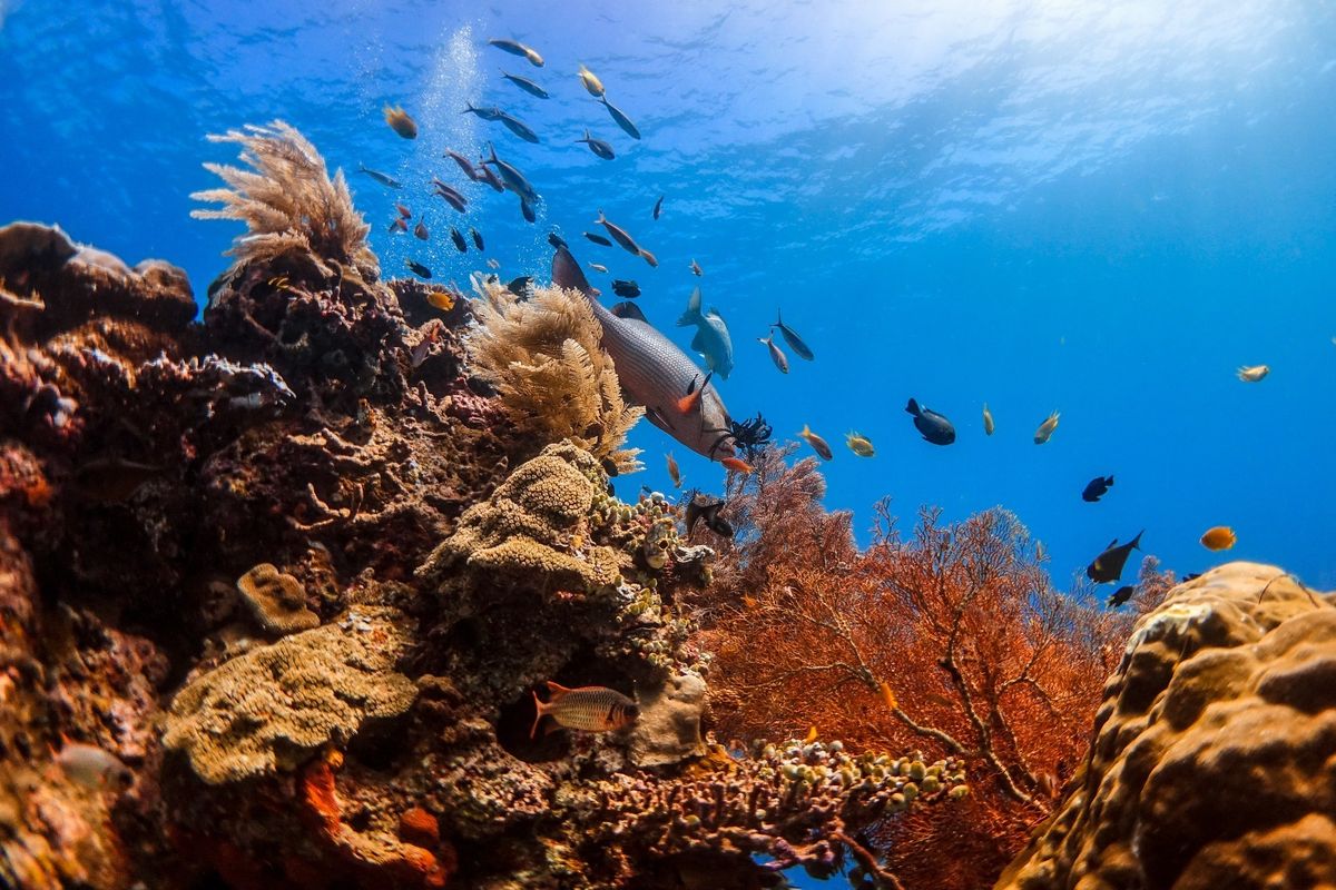 Terletak di ujung timur Indonesia, Raja Ampat dikenal sebagai salah satu mahakarya alam yang memikat dunia. Pada tahun 2025, kawasan ini kembali mendapatkan perhatian global berkat pengakuan dari dua media internasional terkemuka.