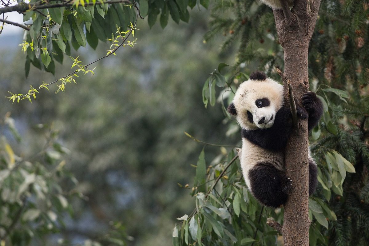 Enam Anak Panda Sulap Nasib Objek Wisata di Hong Kong