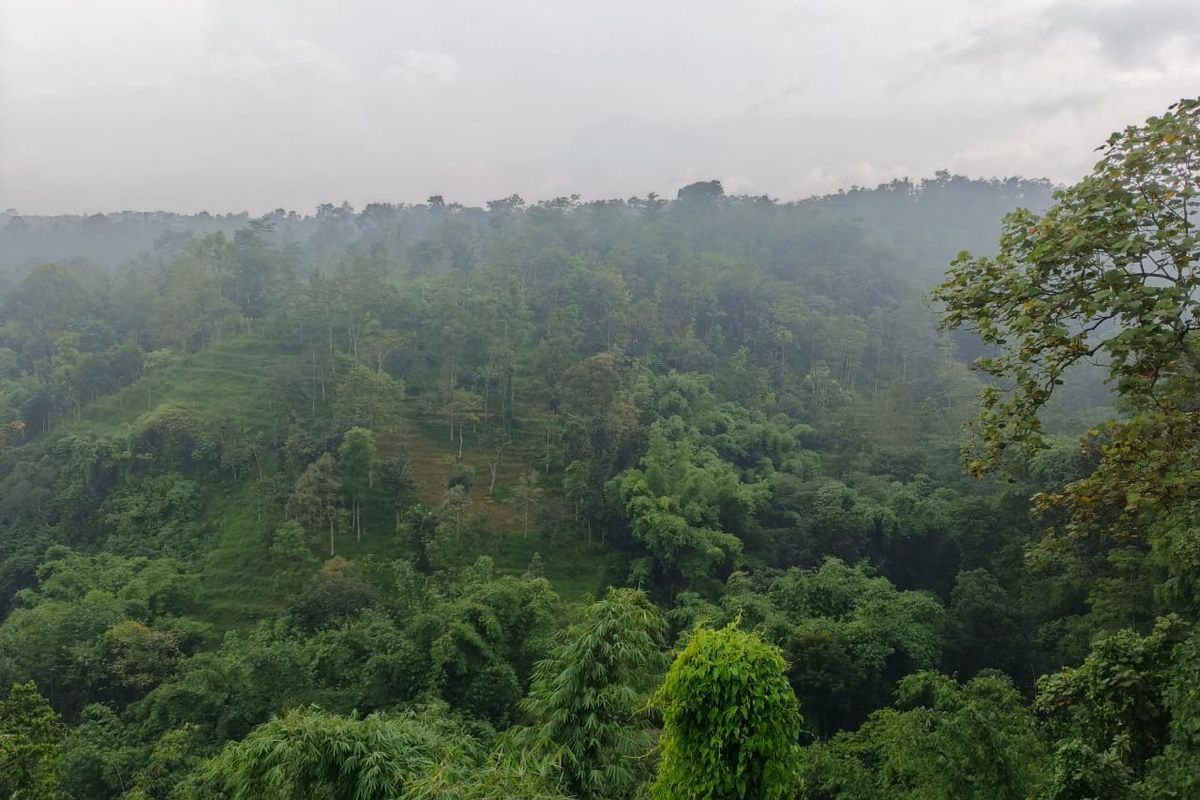 "Karena Kesalahan Manusia, Habitat Kera Kini Menjadi Tempat Wisata"