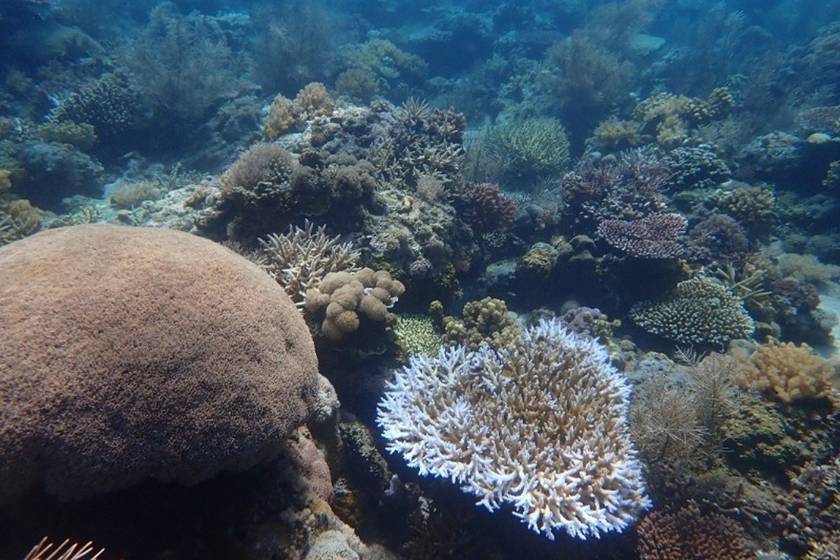 Panduan Menuju Pulau Panjang Sumbawa dari Lombok